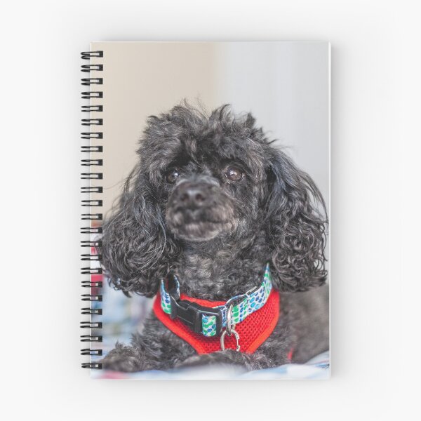 Item preview, Lap Dog designed and sold by KensLensDesigns.