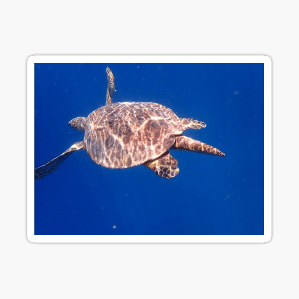 " Underwater" Sticker for Sale by Sternchen2789 Redbubble