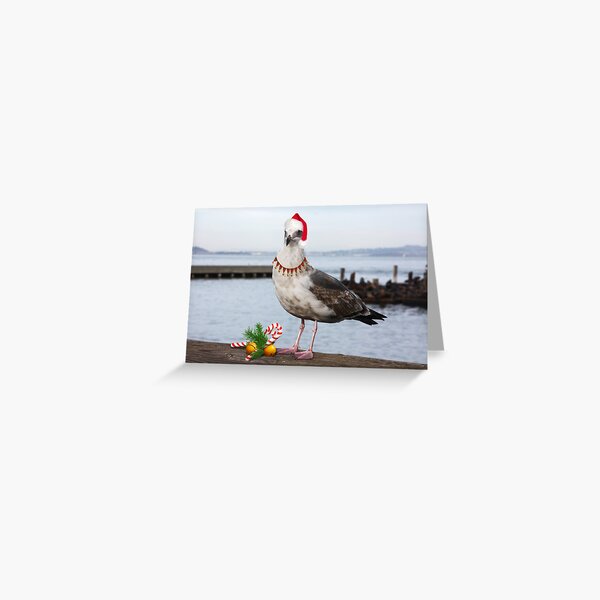 Christmas Seagull Greeting Card