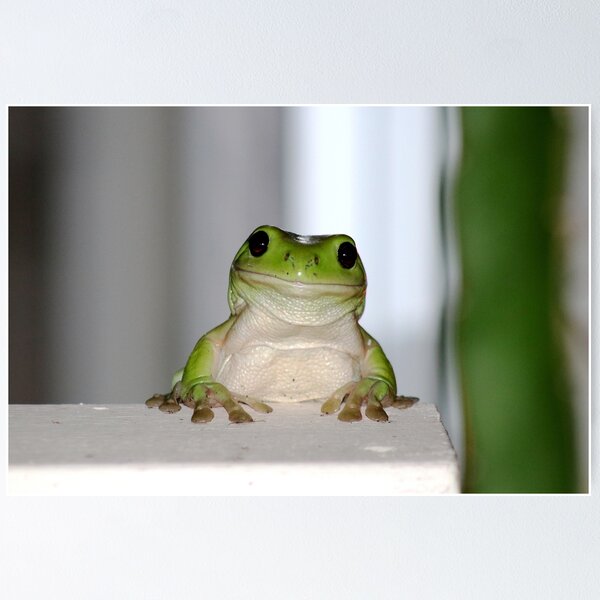 Item preview, © Australian green tree frog designed and sold by GeoPipics.