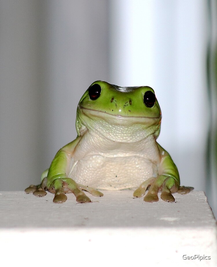 Australian Green Tree Frog Ipad Case Skin By Geopipics Redbubble