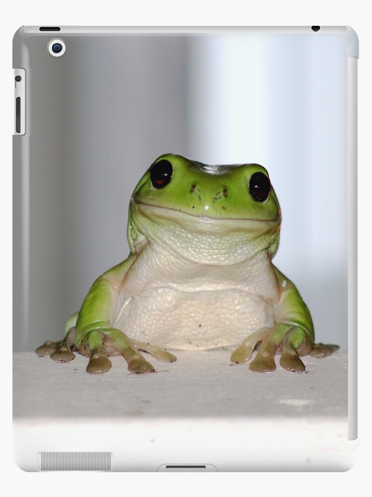 squirrel tree frog for sale