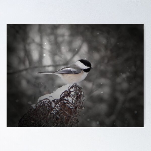 Item preview, Chickadee In Snow designed and sold by Shelly Harris.