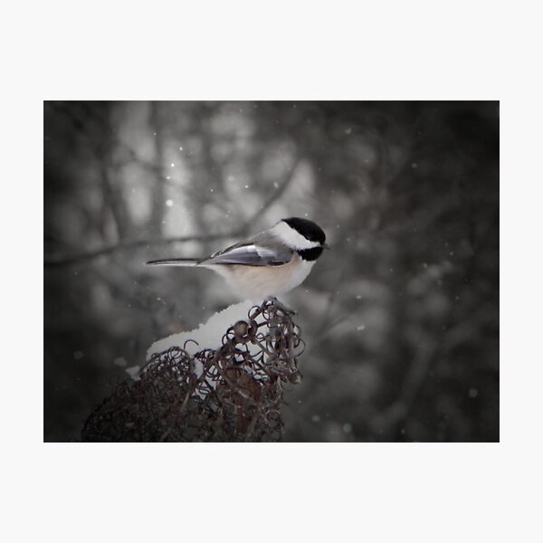 Item preview, Chickadee In Snow designed and sold by Shelly Harris.