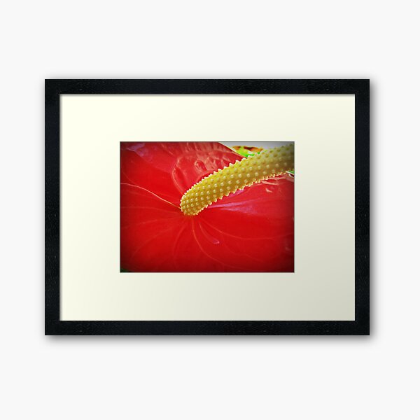 Item preview, Anthurium designed and sold by rasim1.