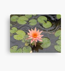 Lotus Blossom Canvas Print