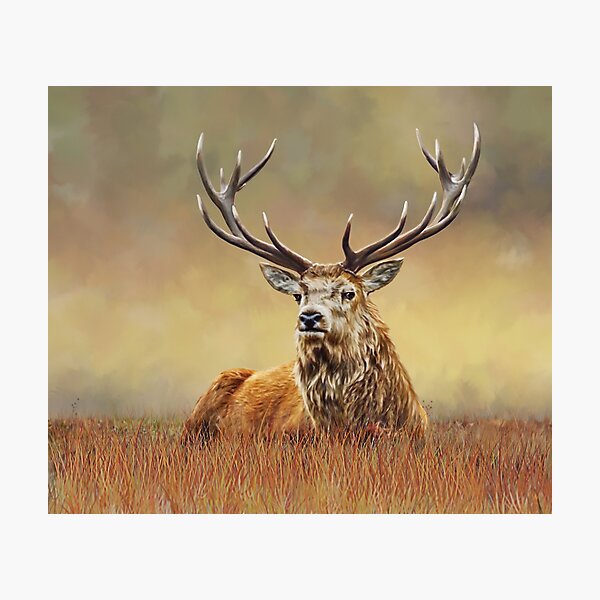 King of the Forest Photographic Print
