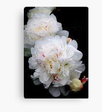 White Peonies Canvas Print