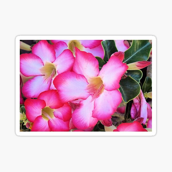 Desert Rose Sticker