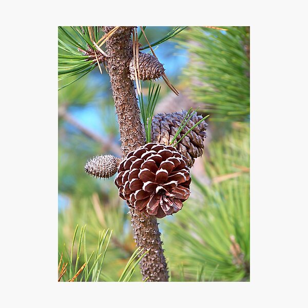 Item preview, Cone of the Pitch Pine designed and sold by Dandelion Dilluvio.