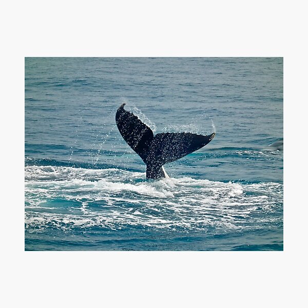 Whale Play Photographic Print