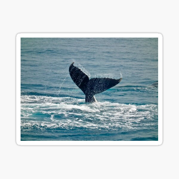 Whale Play Sticker
