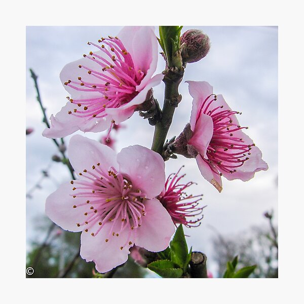 Nectarine Blossom Photographic Print