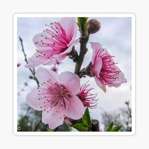 Nectarine Blossom Sticker