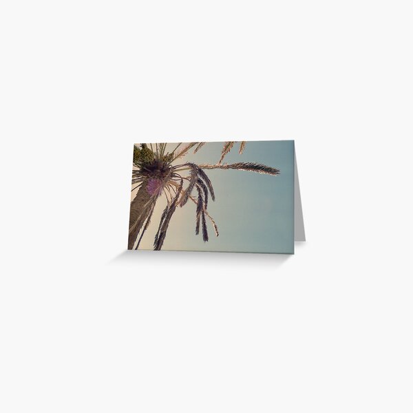 Palm tree, blue sky Greeting Card