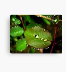 Waterdrops Canvas Print