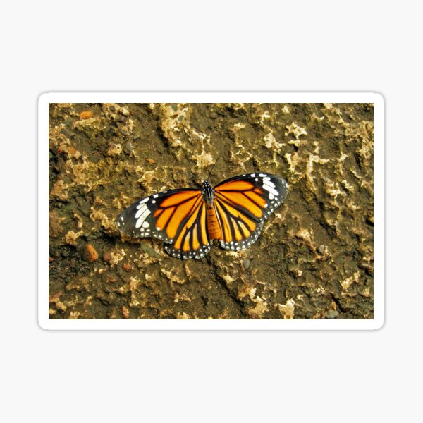 A Common Tiger Sticker