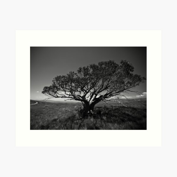Item preview, Tree on Mt Stirling, near Mansfield, Victoria. designed and sold by Ashpix.
