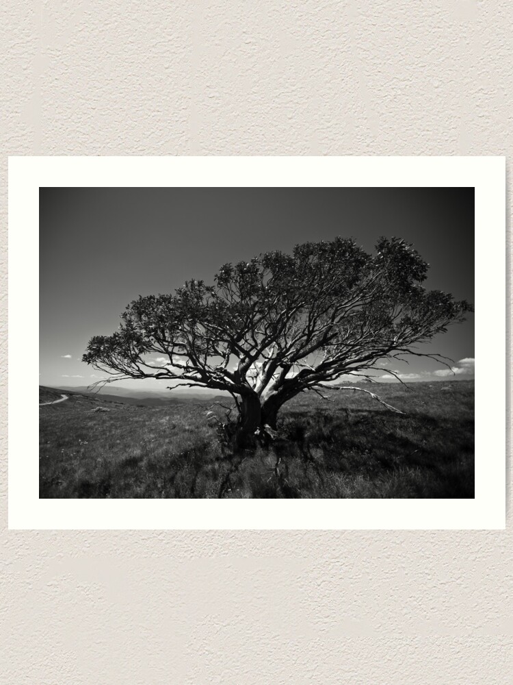 Alternate view of Tree on Mt Stirling, near Mansfield, Victoria. Art Print