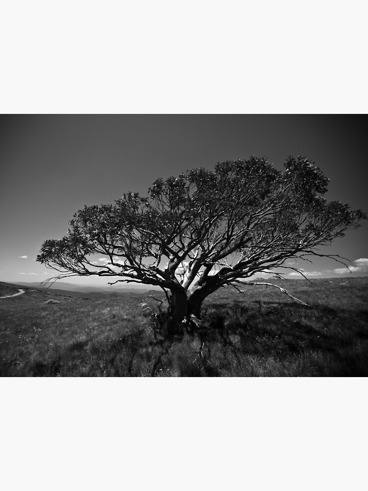 Tree on Mt Stirling, near Mansfield, Victoria. by Ashpix