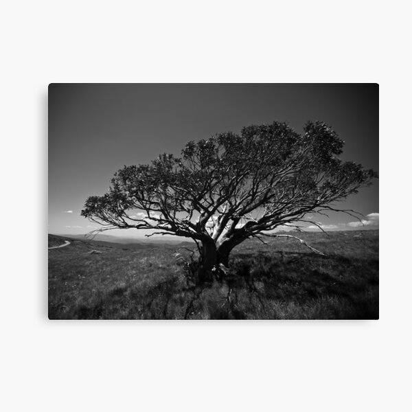 Item preview, Tree on Mt Stirling, near Mansfield, Victoria. designed and sold by Ashpix.