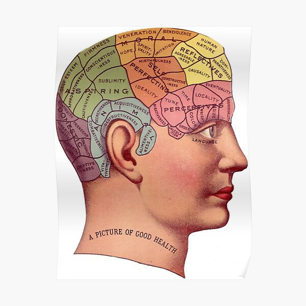 Names of the Phrenological Organs Vintage Anatomy Phrenology Poster