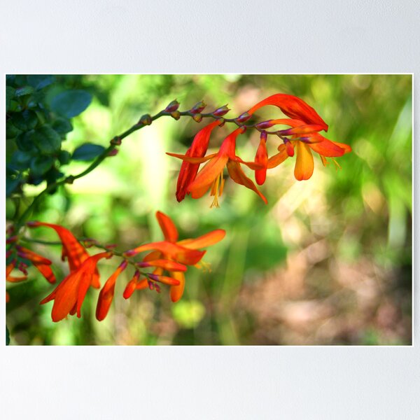 Artikelvorschau, Vibrant petals entworfen und verkauft von Catherine Brookes.
