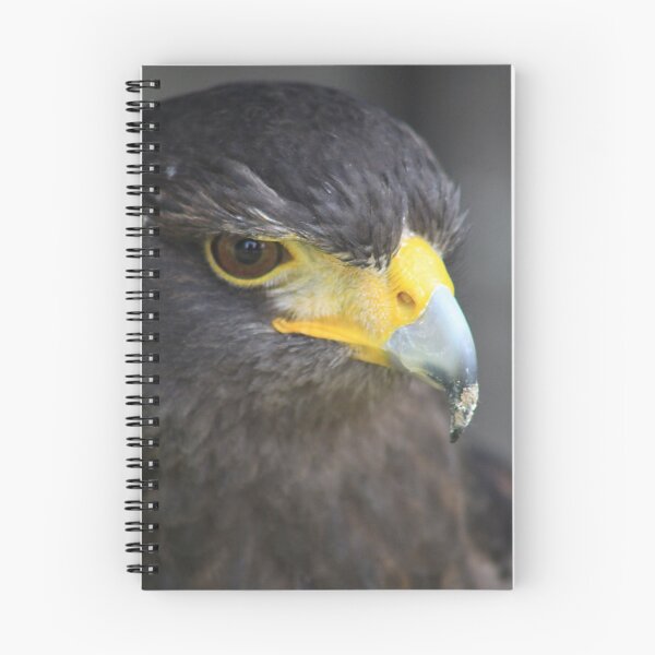 Item preview, Harris Hawk designed and sold by Alyce Taylor.