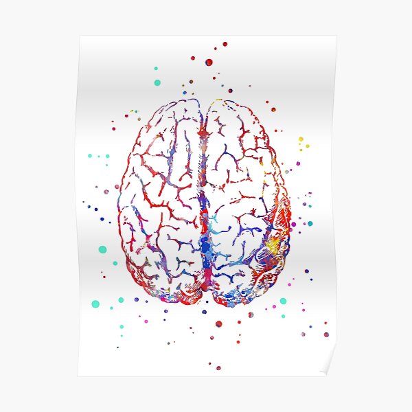 Anatomie du cerveau, art médical, cerveau haut, front de cerveau, cerveau aquarelle Poster
