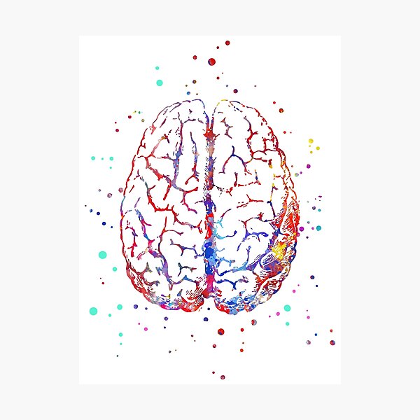 Brain anatomy, medical art, brain top, brain front, watercolor Brain Photographic Print