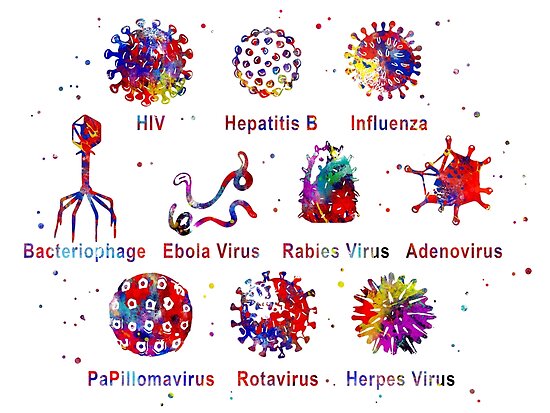 diagram-showing-different-kinds-of-viruses-posters-by-rosaliartbook