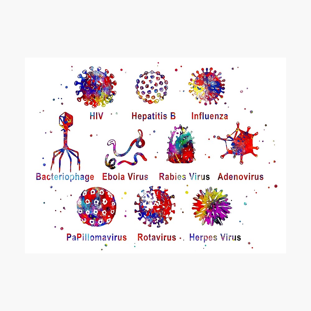 Diagramm Mit Verschiedenen Arten Von Viren Poster Von Rosaliartbook Redbubble