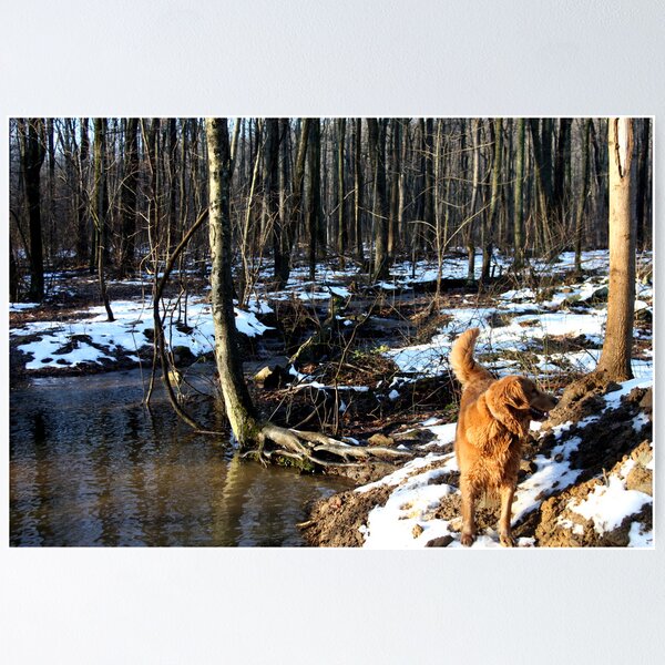 Artikelvorschau, Swimming Hole Beauty Enjoyed By Freyia 09 entworfen und verkauft von goldnzrule.