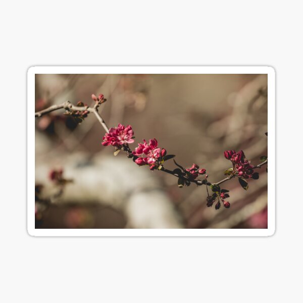 Spring Sticker