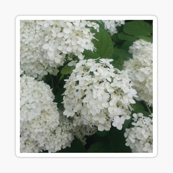 White Hydrangea Pouf Sticker