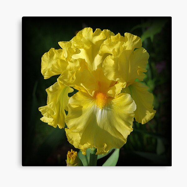 Golden Iris flower Canvas Print