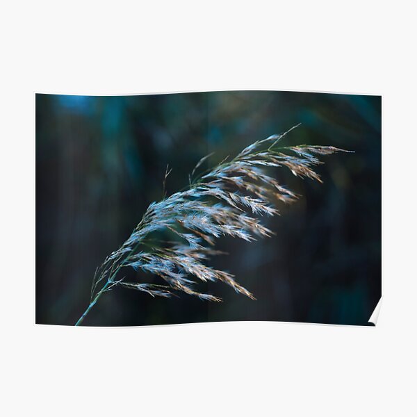 Windswept Poster