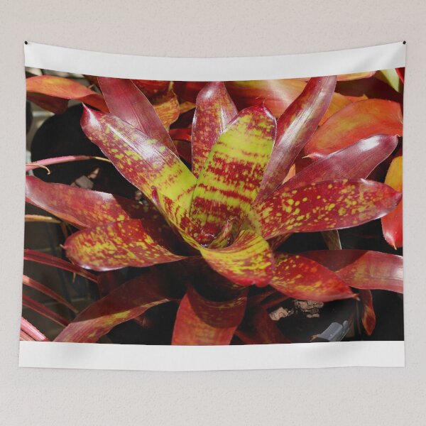 Item preview, Beautiful bromeliad designed and sold by FranWest.
