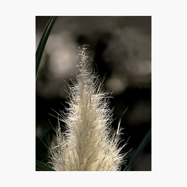 Sunlit Pampasgrass Photographic Print