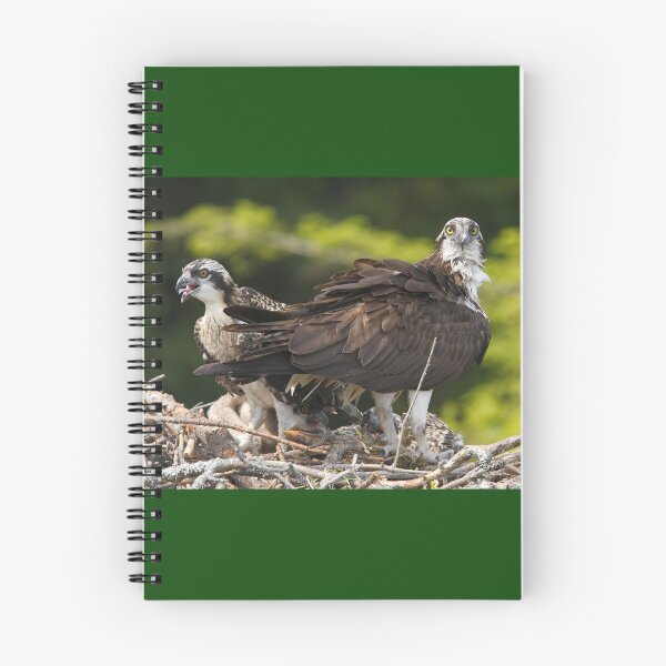 Item preview, Osprey Family designed and sold by TCW Studios.