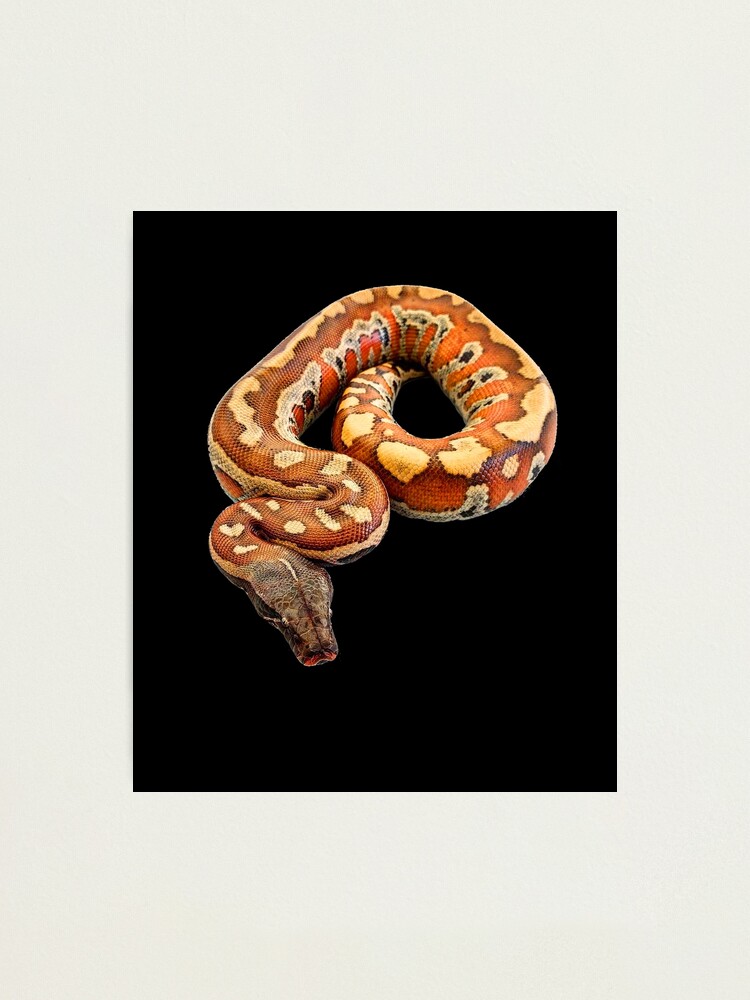Red Blood Python T-Shirt - Beautiful Snake Red Blood Python T-Shirt - Beautiful Snake