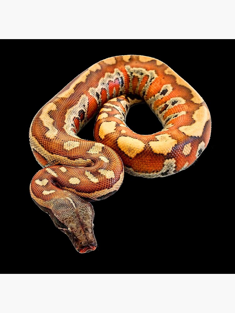 Red Blood Python T-Shirt - Beautiful Snake Red Blood Python T-Shirt - Beautiful Snake