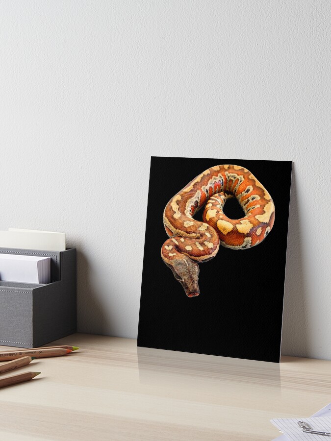 Red Blood Python T-Shirt - Beautiful Snake Red Blood Python T-Shirt - Beautiful Snake