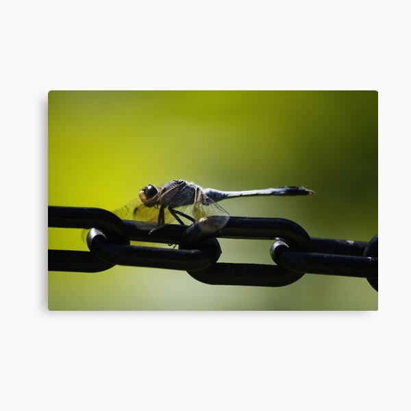 Pretty Boy Canvas Print