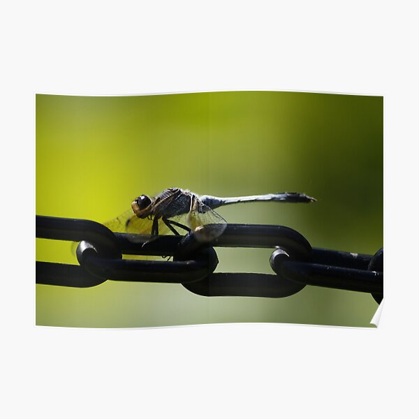Pretty Boy Poster