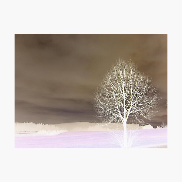 Abstract Tree Photographic Print
