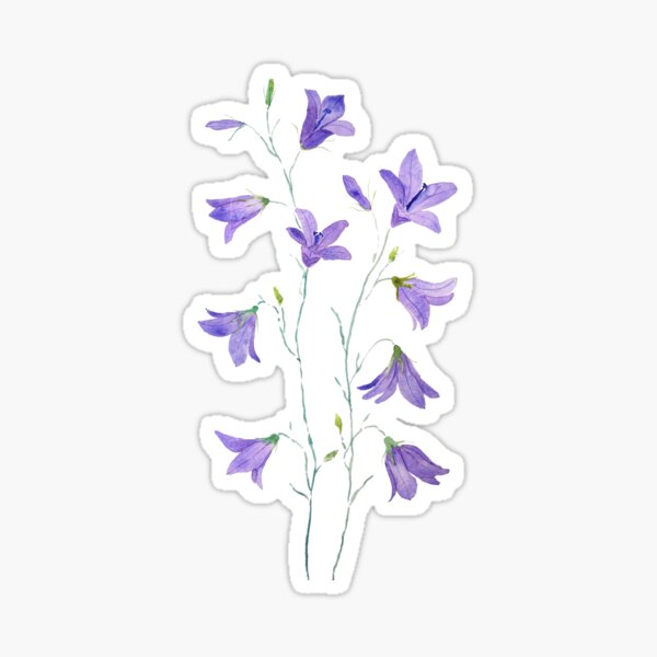 Aperçu de l'œuvre aquarelle de fleurs sauvages de campanule violette peinte à la main créée et vendue par ColorandColor.