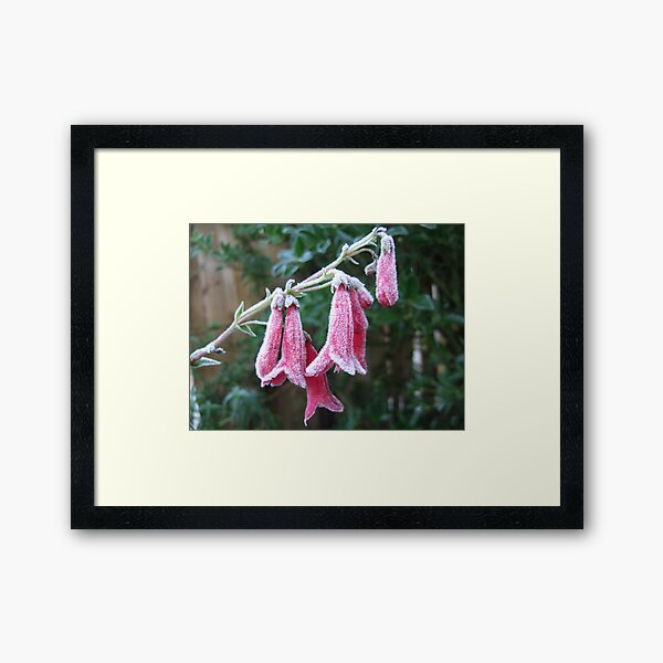 Frosty Flower Framed Art Print