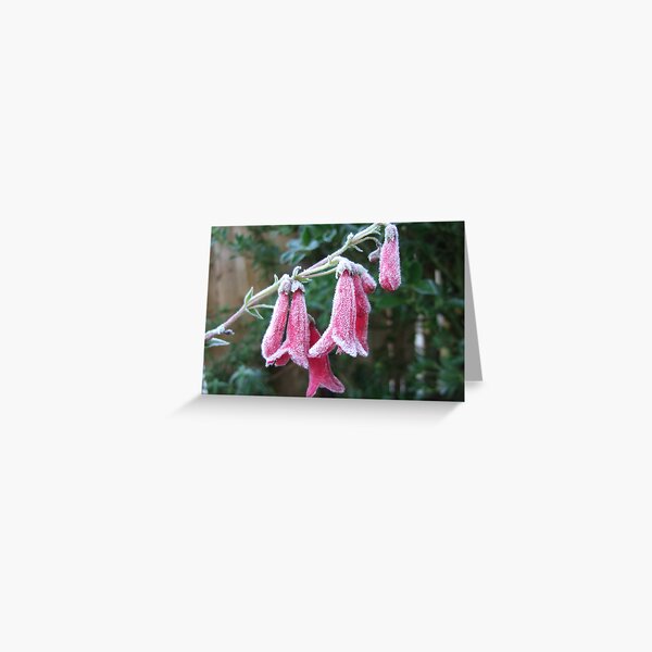 Frosty Flower Greeting Card