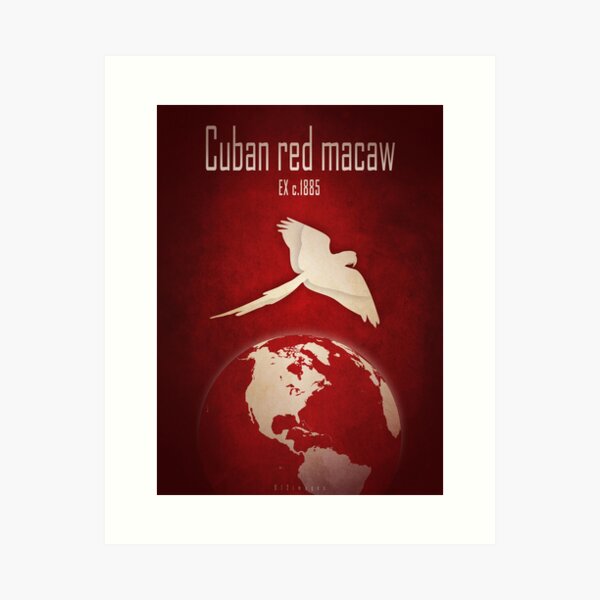 Cuban macaw - extinct animals Art Print